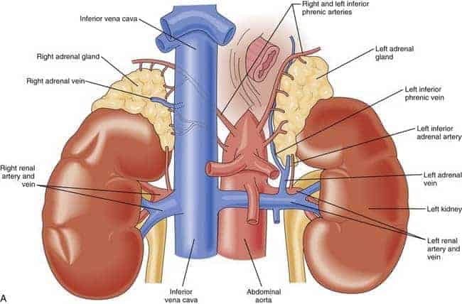 adrenal glands anatomy