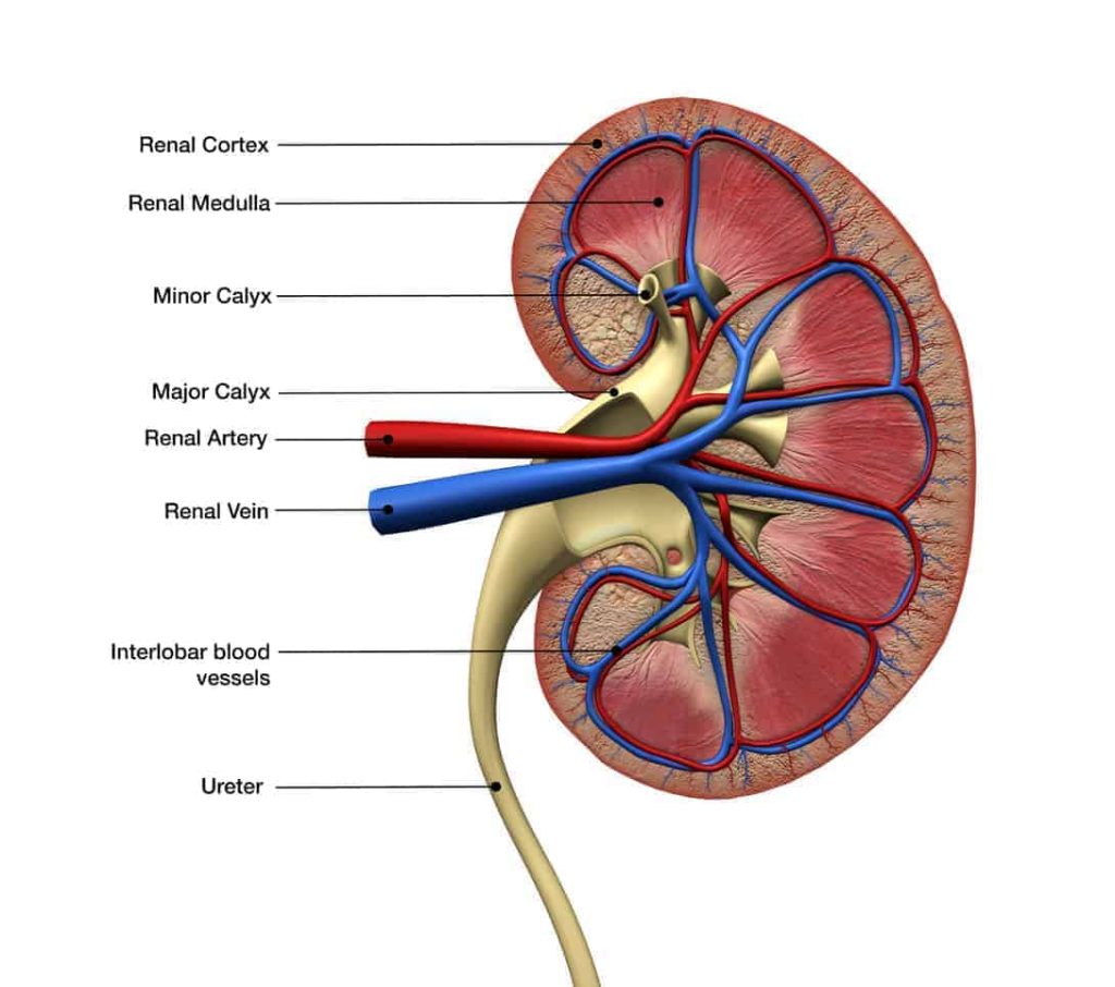 anatomy of a kidney, kidney anatomy, CKD anatomy