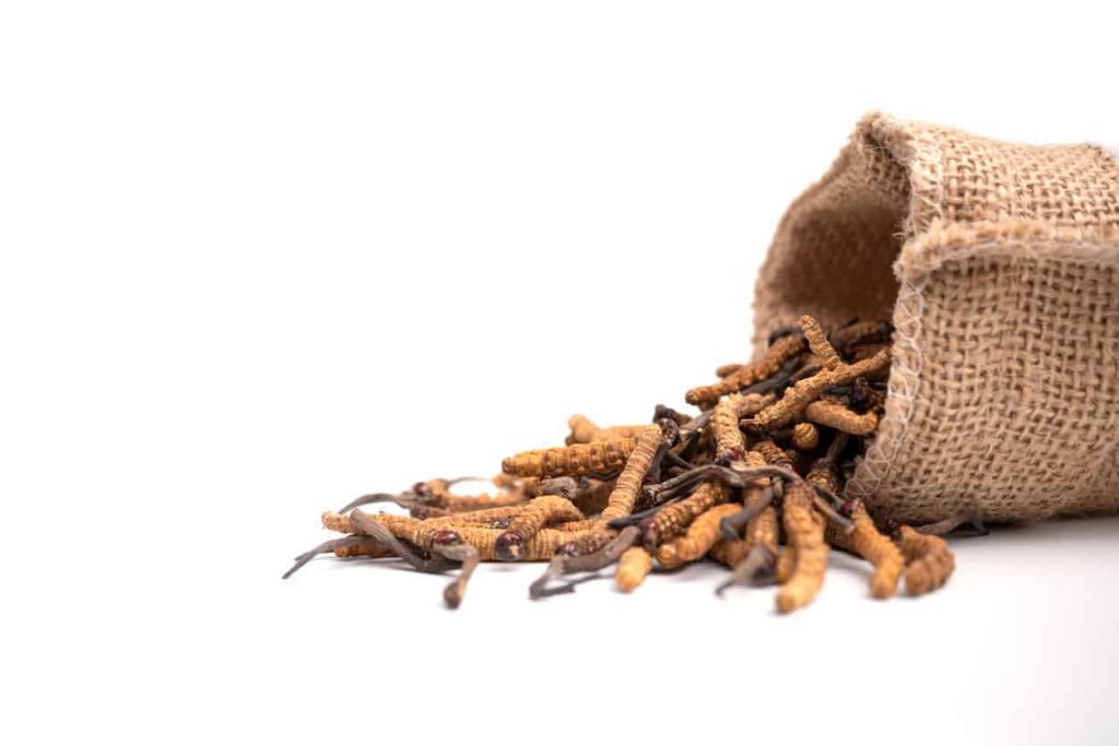 cordyceps, kidney health, klotho, renal function