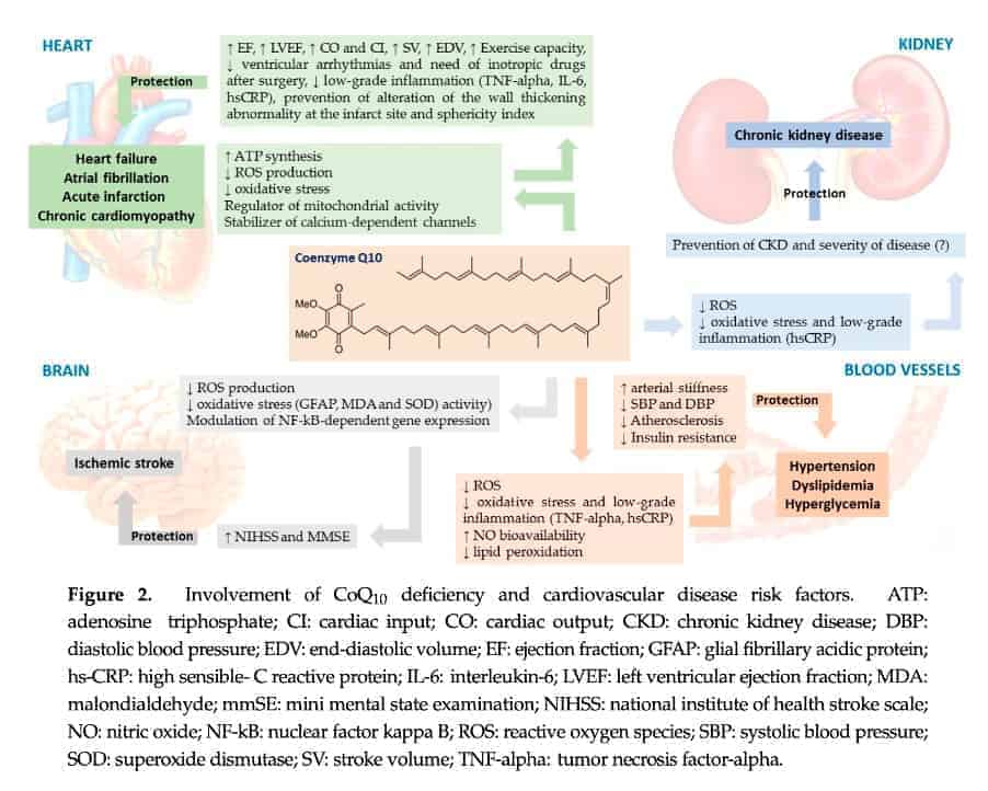 Co Enzyme Q10, Kidney Disease, CKD, Renal function, nutrients to support Kidney Function