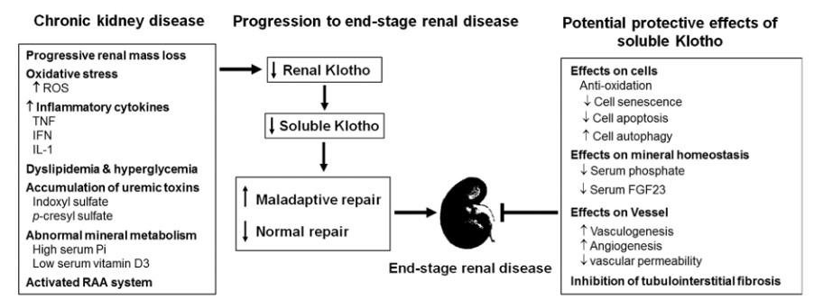 Klotho production and Fo Ti