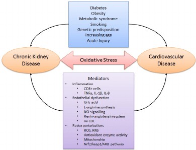 Link between CVD and CKD