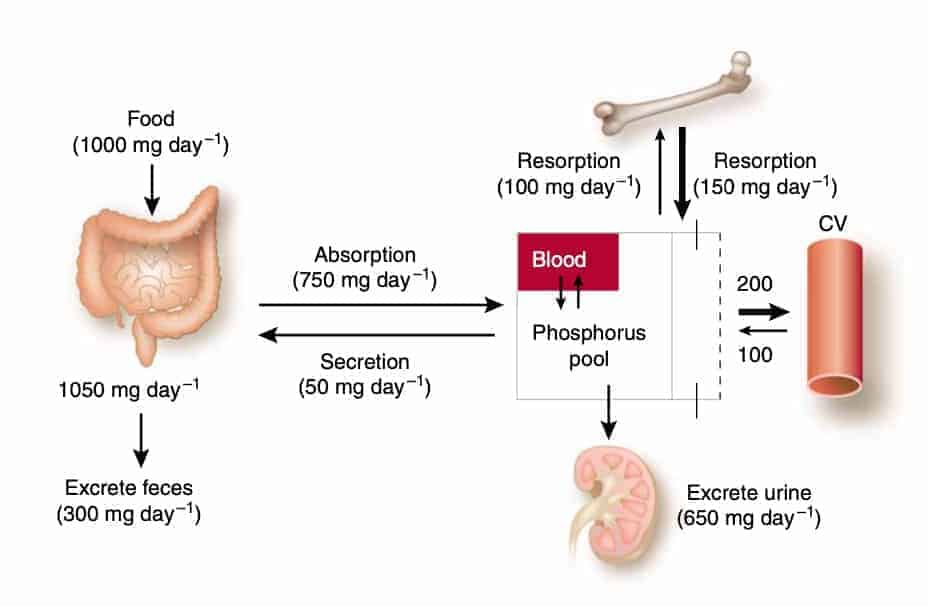 Phosphorous food and CKD