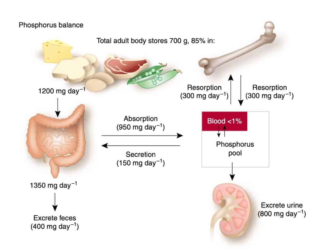 Phosphorous regulation and Kidneys