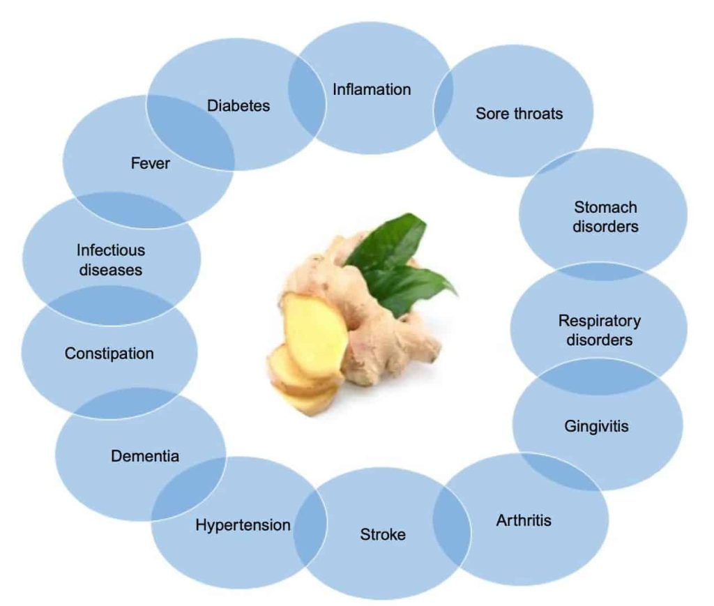Therapeutic effects of ginger