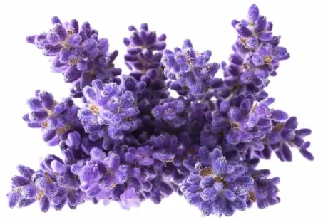 Marvellous Lavender - Stress, Cardiovascular Support & Renal Disease