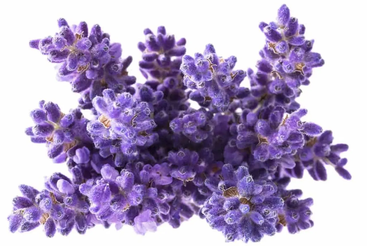 Marvellous Lavender - Stress, Cardiovascular Support & Renal Disease
