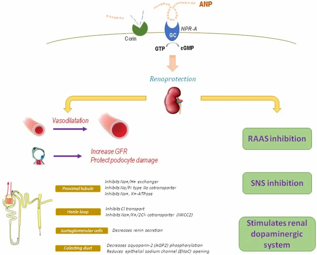 ANP Peptide and its use in Kidney Disease 
