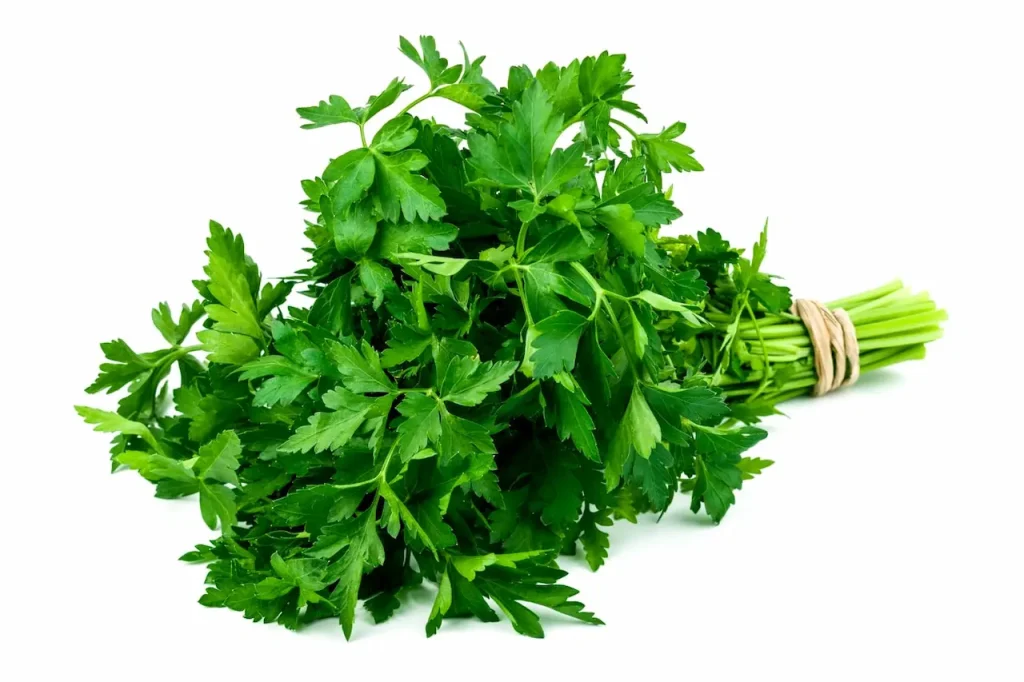 Fresh Italian Parsley Branch 