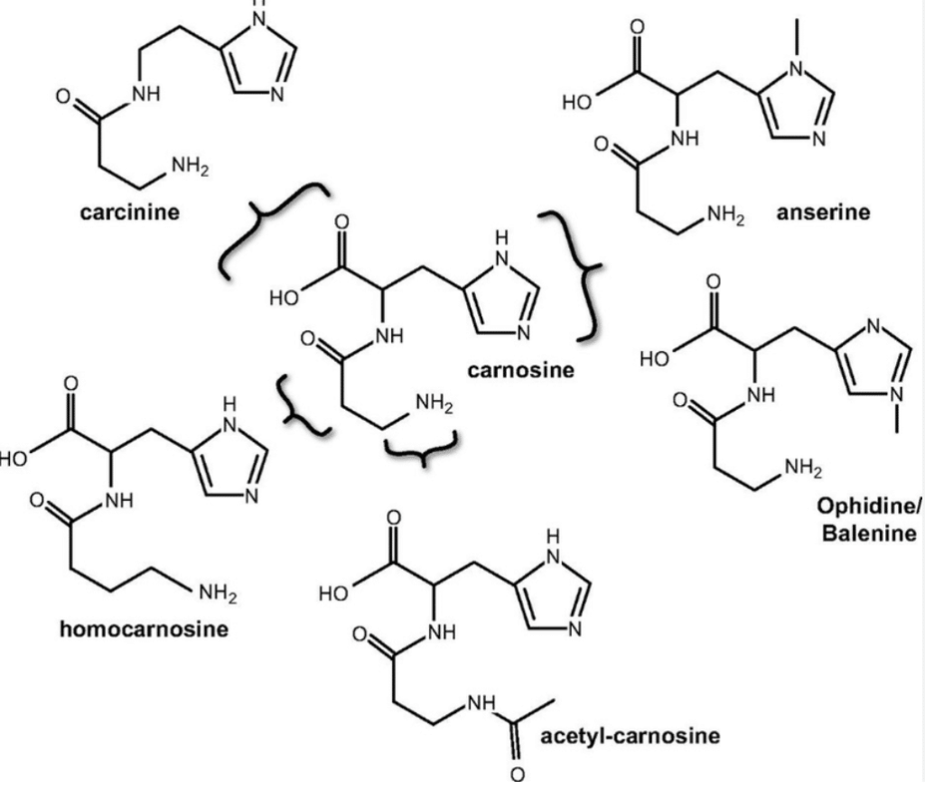 chemical structure of carnosine in kidney and renal disease