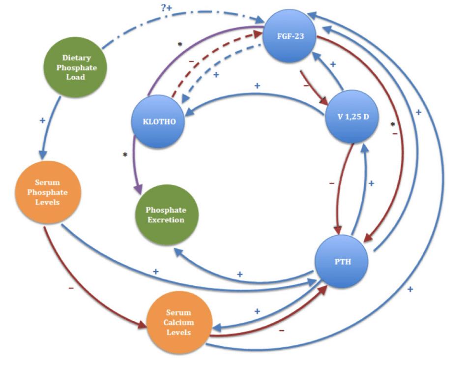 FGF23, Klotho, and Phosphorus