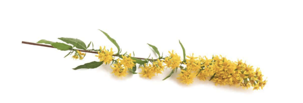 Golden rod herb for kidney stones