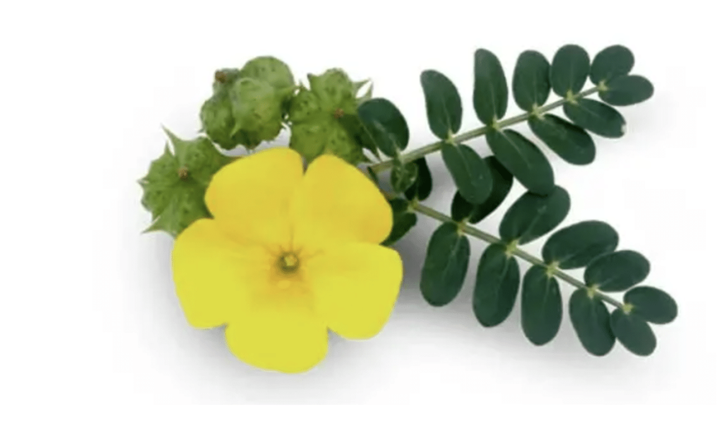 Gokshura - Tribulus terrestris