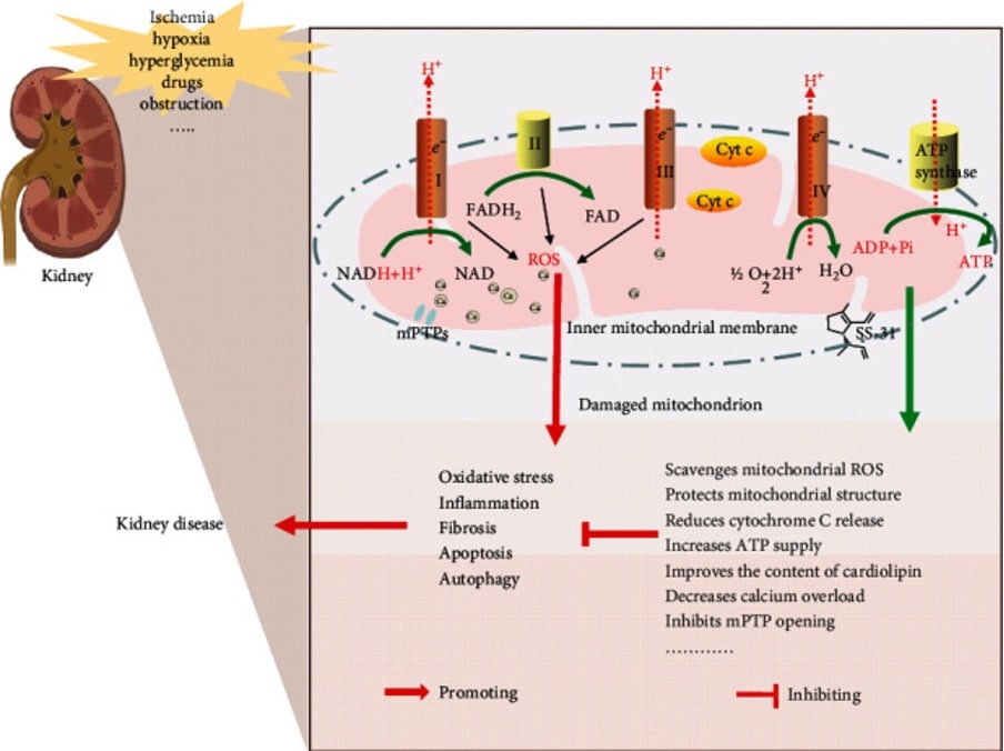 Kidney Disease and mitochondria