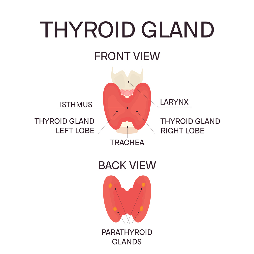 parathyroid gland and CKD