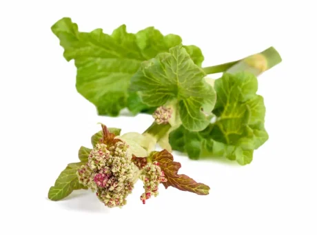 Chinese Rhubarb Kidney Disease & Diabetes