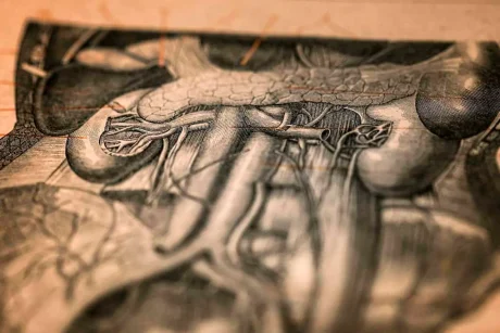 Kidneys 101 Kidney Anatomy and Interesting Facts