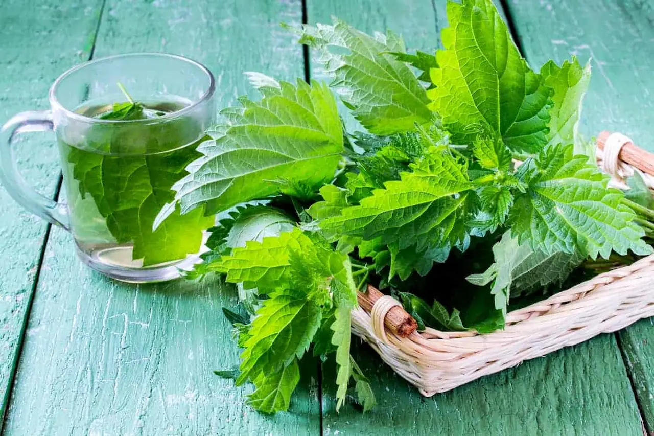 The Benefits of Nettle Leaf in Renal Disease