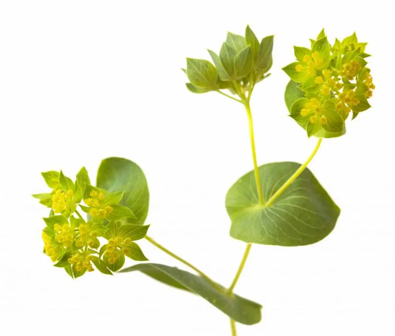 Bupleurum Flower 