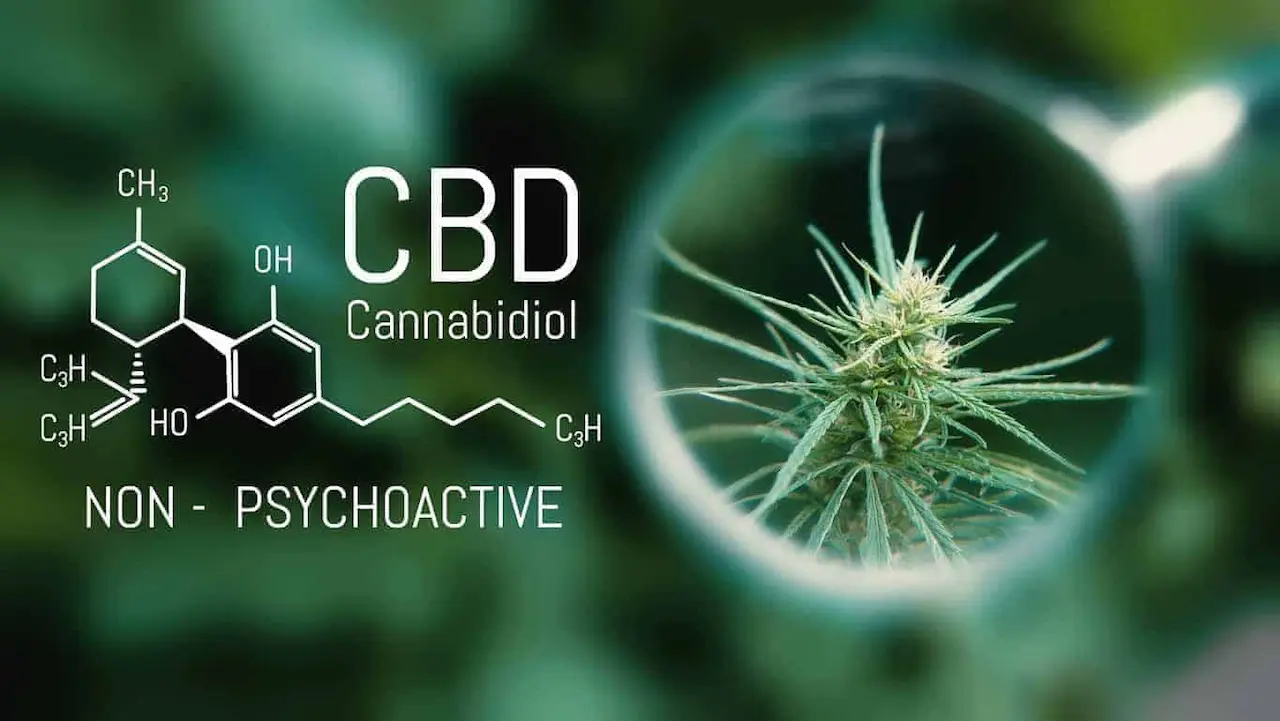 CBD Oil and Kidney Disease
