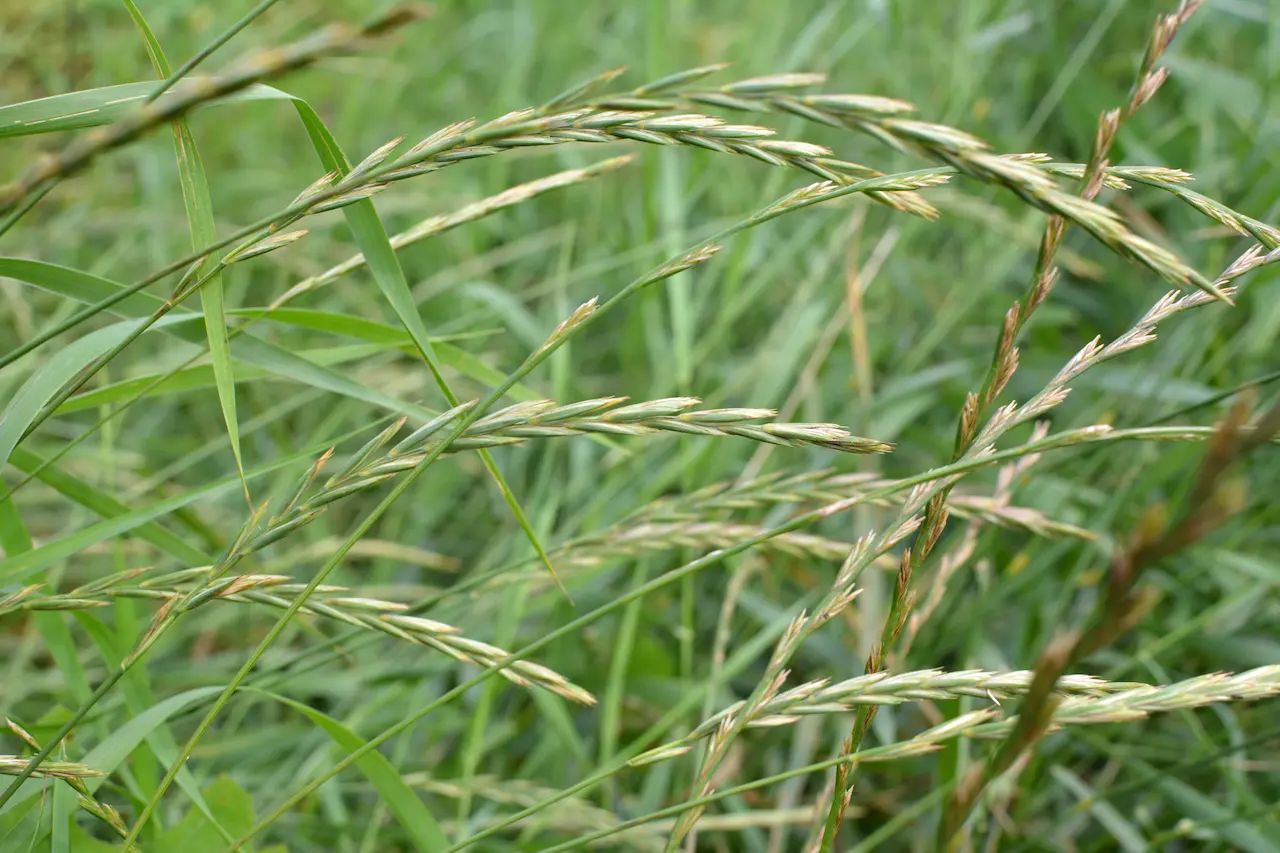 Couch Grass & Kidney Disease
