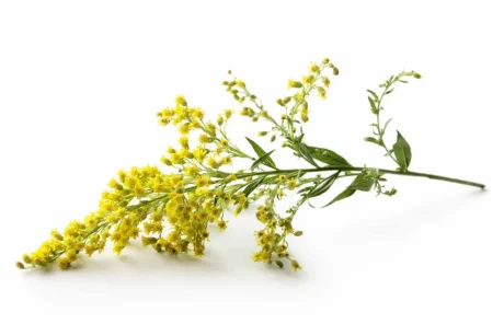 Golden Rod Flower