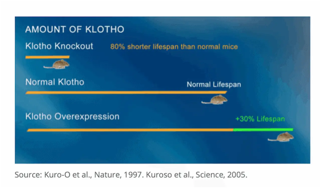 Is Klotho The New Superstar in Kidney Disease