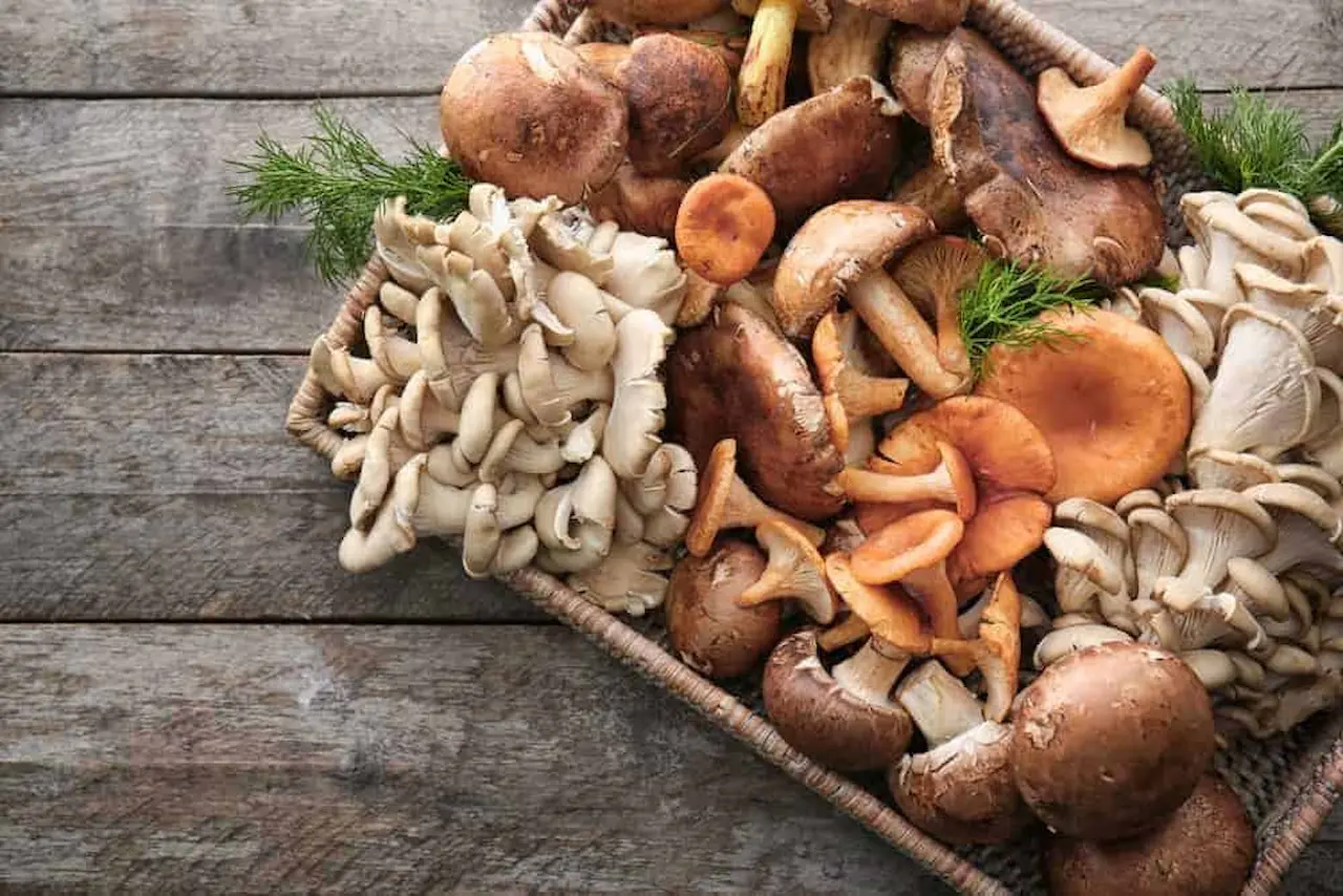 Medicinal Mushrooms