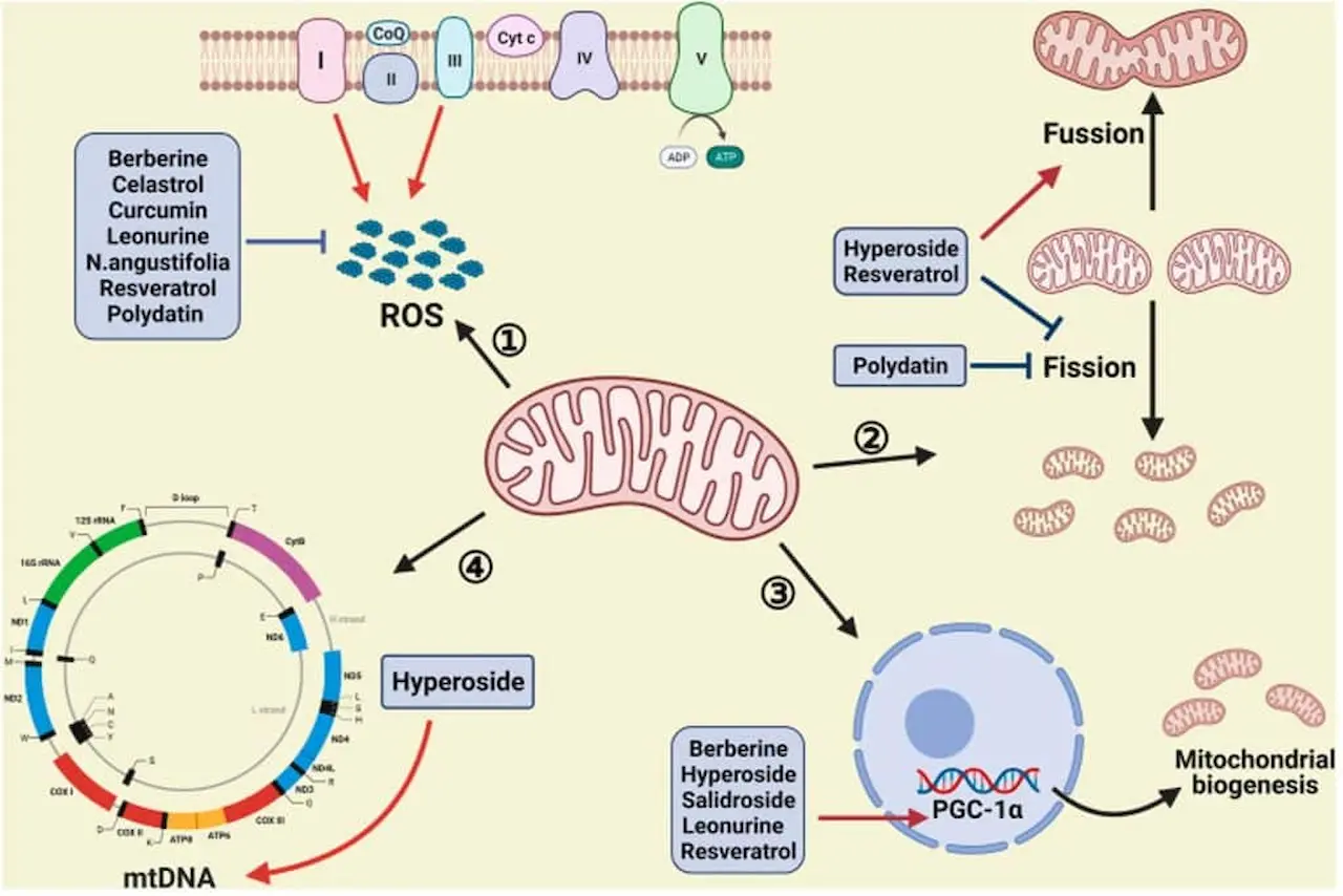Mitochondria and Kidney Health Chart 