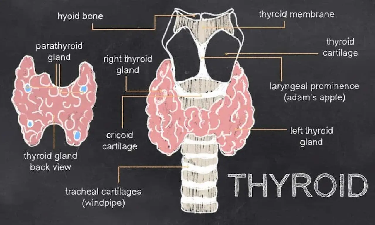 Thyroid Chart 