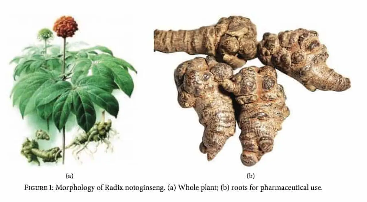 Tienchi Ginseng Plant 