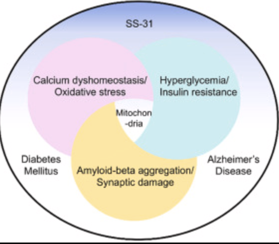 SS-31 peptide for kidney disease