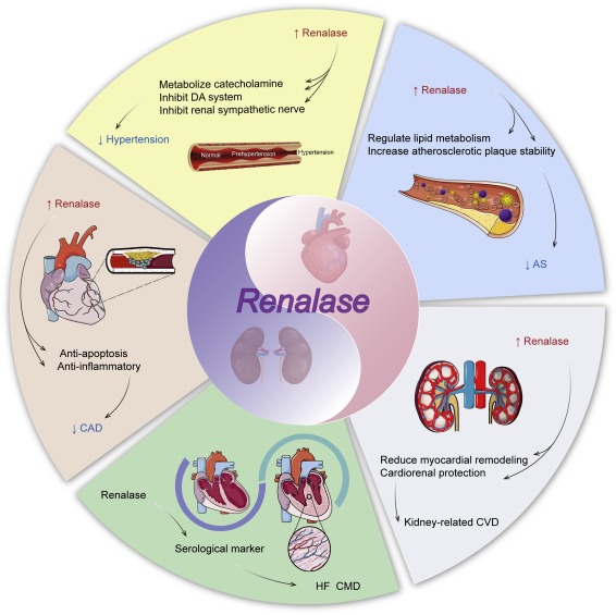 stress, anxiety and chronic kidney disease