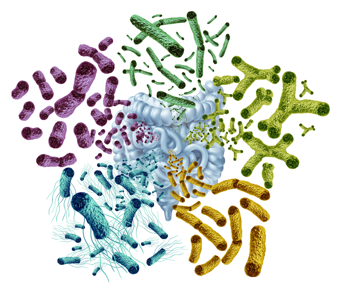 The role of the microbiome in kidney and renal disease