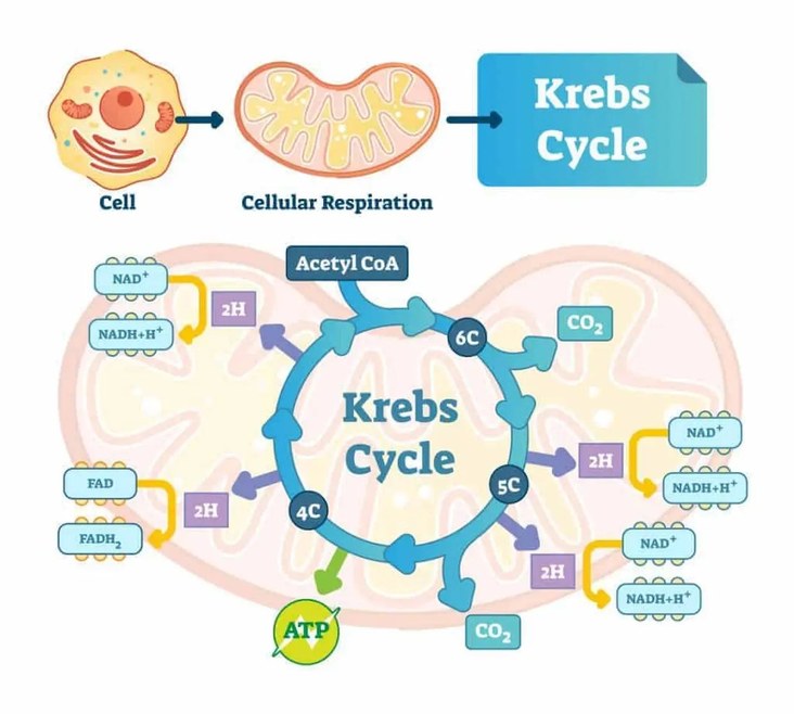 Diagram showing creatinine is a waste product of the body's cellular energy cycle, the Krebs cycle.